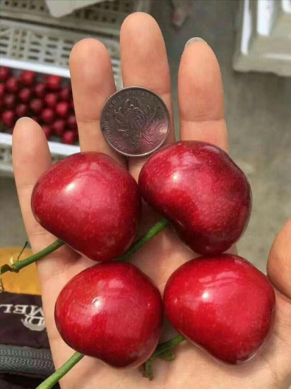 最新特大樱桃品种，种植者的新宠之选