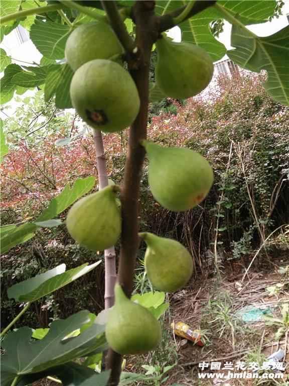 无花果最新事件，种植与护理技能提升任务详解