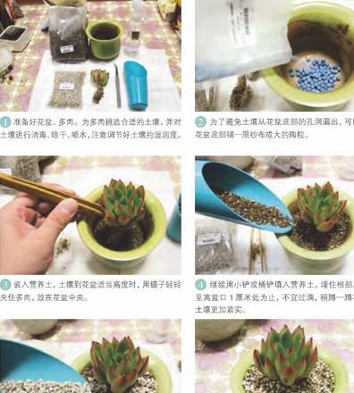 萌宠温馨日常，最新养法全攻略