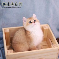 金渐层价格，背景、时代地位与影响因素分析