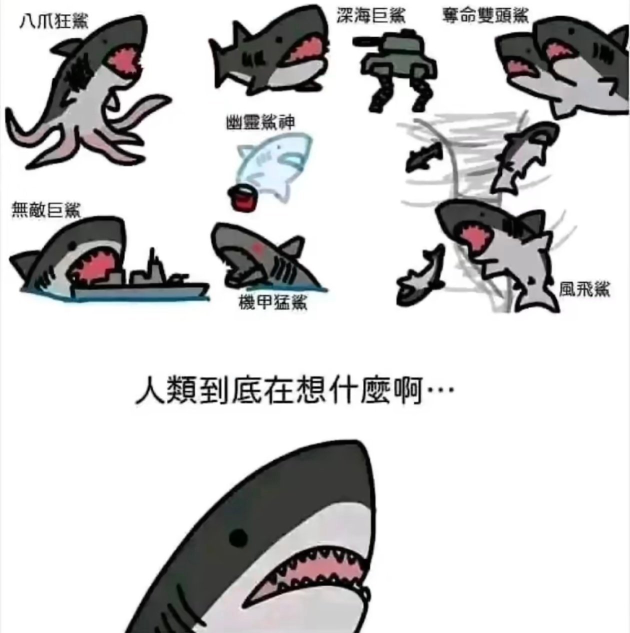 鲨鱼最新梗揭秘，海洋明星的日常趣事探索